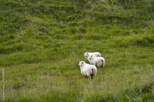 Sheeps in a typical Icelandic landscape Vatnsnes Peninsula, a wild nature of rocks and shrubs, rivers and lakes. © RiCi