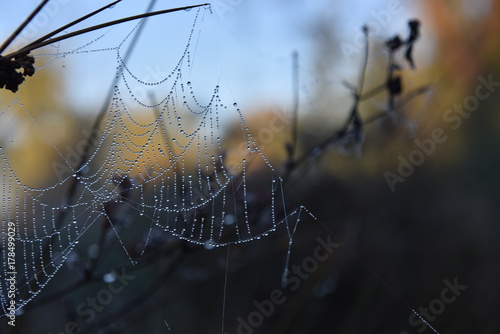 web