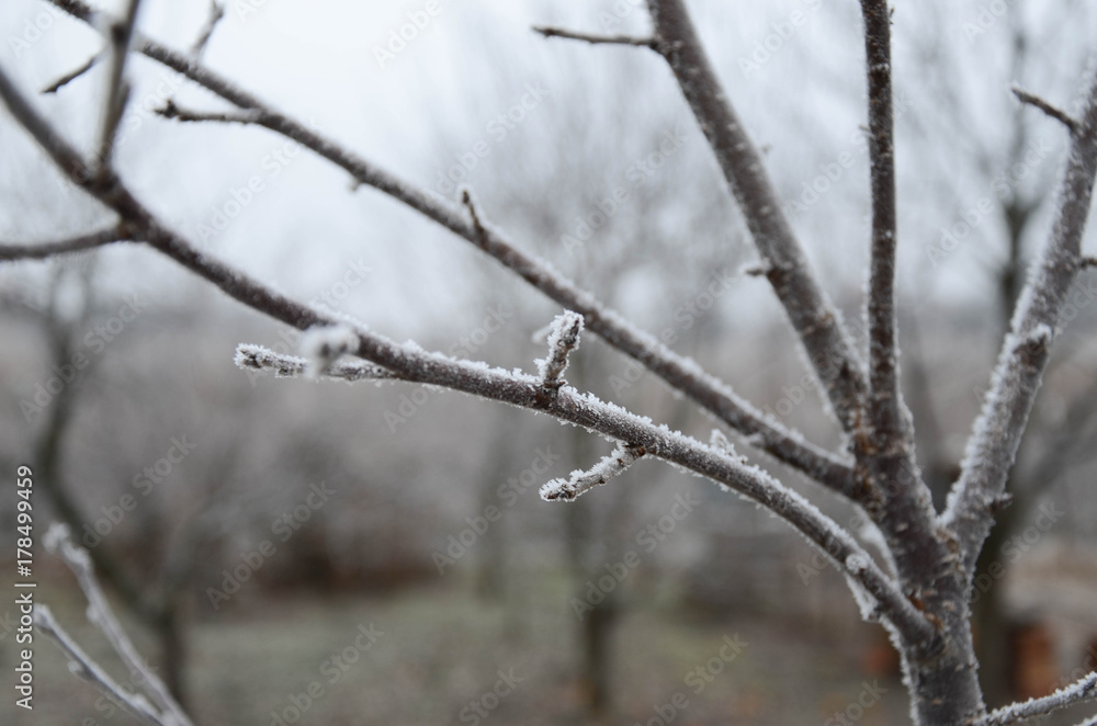 frozen hazelnut tree in winter 