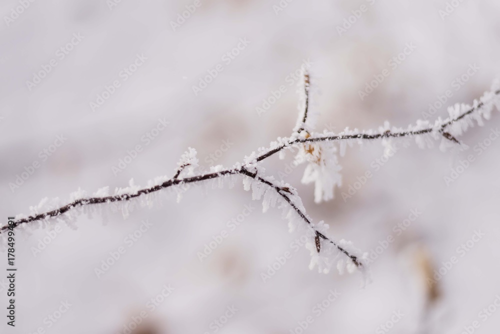 frozen hazelnut tree in winter frozen hazelnut tree in winter