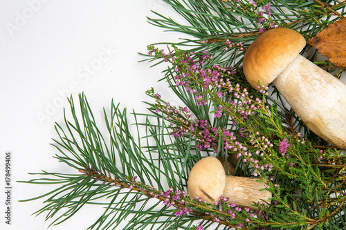 forest mushrooms on a white background photo