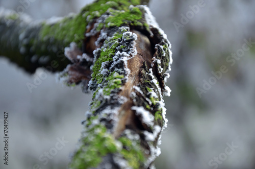 frozen tree during winter