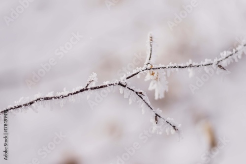 frozen hazelnut tree in winter 