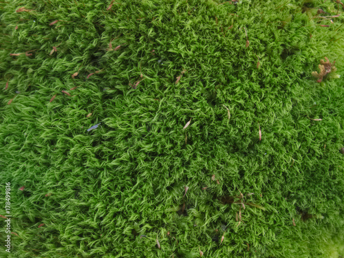 Green moss Dicranum scoparium