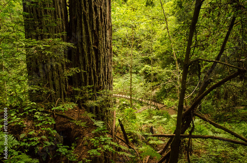 bridge in redwoods forest