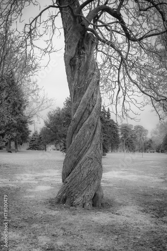 Large tree with a very twisted trunk in black and white. photo