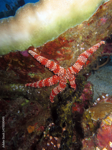 Seestern Gomophia gomophia photo