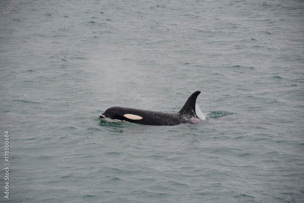 Fototapeta premium Killer Whale Smile