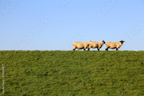 Schafe auf dem Deich, Norddeutschland