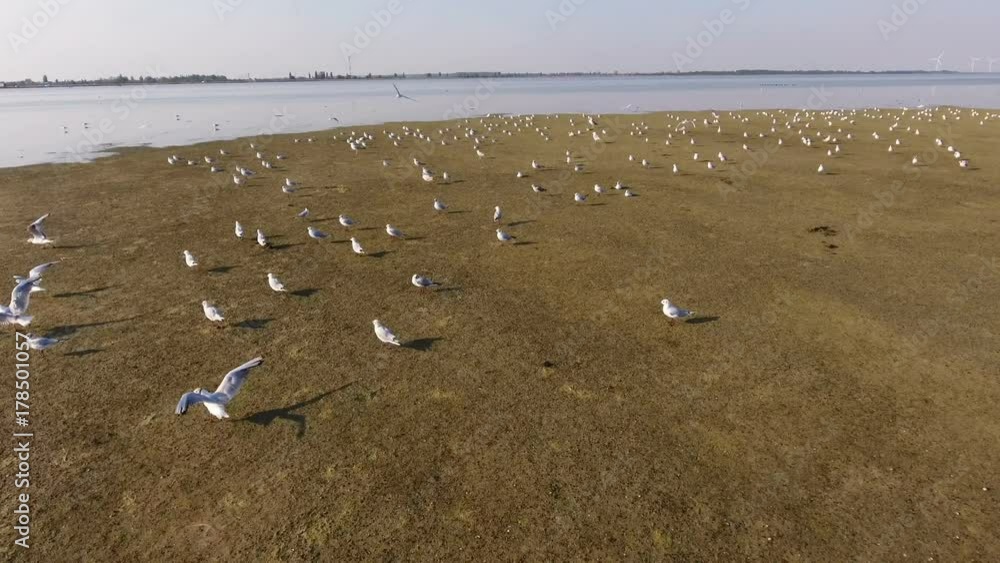 A breathtaking bird`s eye view from a low flying drone of a green land area of Dzharylhach island in the evening twilights in the Black Sea. The flocks of seagulls walk and take off there A breathtaking bird`s eye view from a low flying drone of a green land area of Dzharylhach island in the evening twilights in the Black Sea. The flocks of seagulls walk and take off there