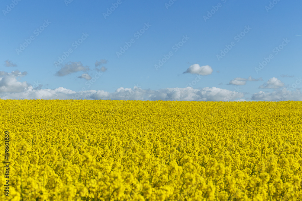 Obraz premium Beautiful yellow flowering rape field in Normandy, France. Country agricultural landscape on a sunny spring day.