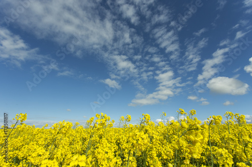 Beautiful yellow flowering rape field in Normandy, France. Country agricultural landscape on a sunny spring day.