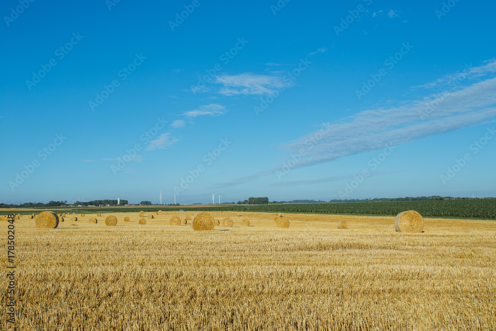 Yellow wheat field with straw bales after harvesting on a sunny day in Normandy, France. Country landscape, agricultural fields in summer. Environment friendly farming, industrial agriculture concept