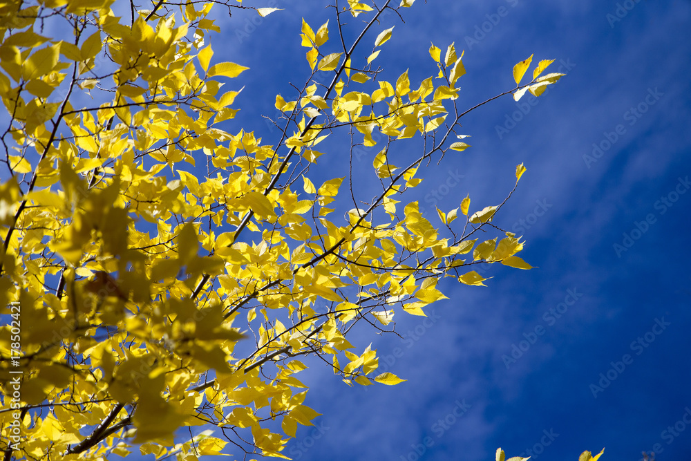 Yellow leaves in the tree with blue sky background Yellow leaves in the tree with blue sky background