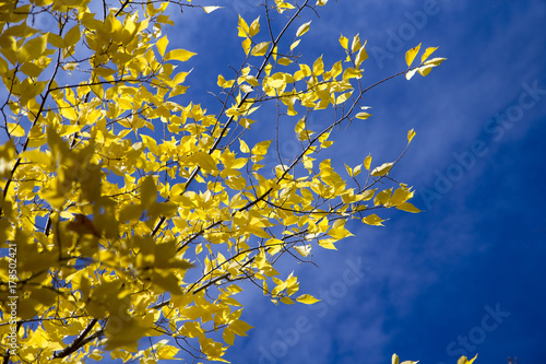 Yellow leaves in the tree with blue sky background
