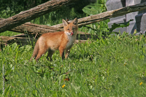 Fox Kit Lick  © Ainslie