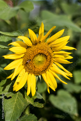 Sunflower and bumble bee