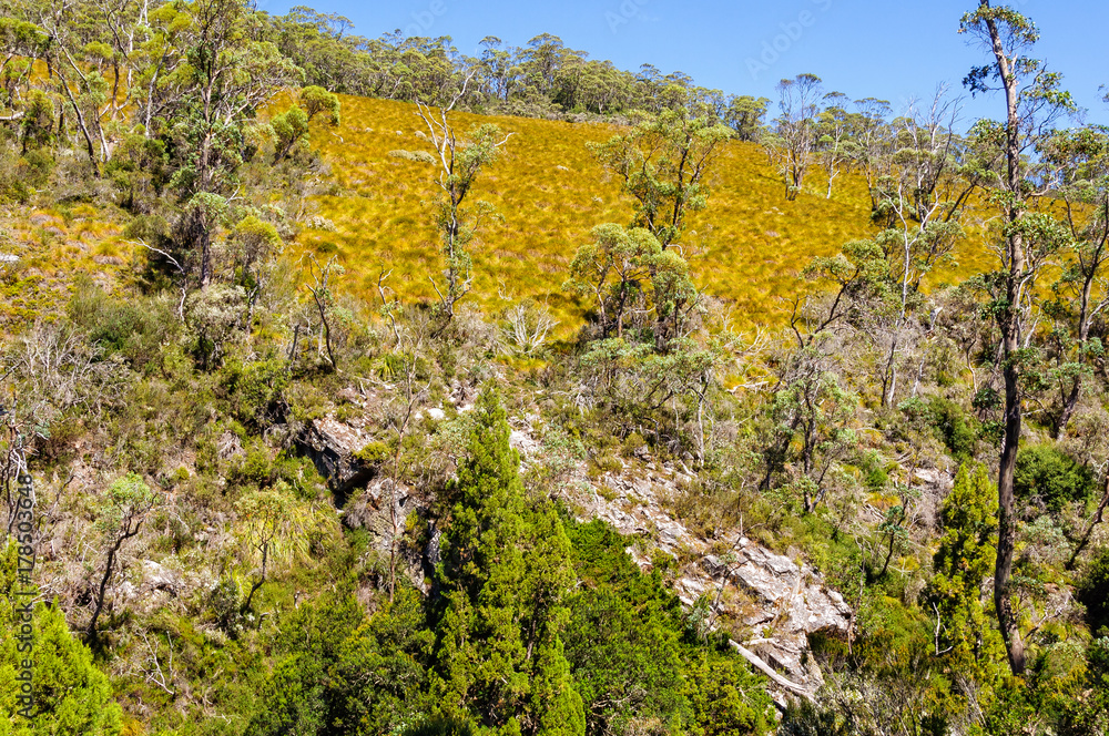 The Dove Canyon Trail is a superb hike in the Cradle Mountain-Lake St Clair National Park - Tasmania, Australia The Dove Canyon Trail is a superb hike in the Cradle Mountain-Lake St Clair National Park - Tasmania, Australia