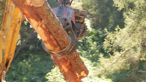 Macchine per il taglio degli alberi