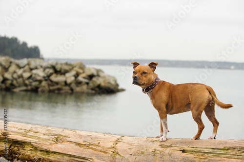 Staffordshire Bull Terrier dog outdoor portrait standing on log by ocean water