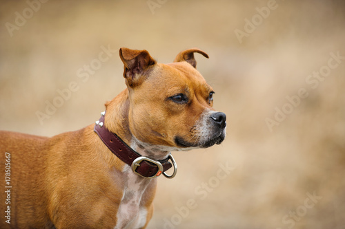 Staffordshire Bull Terrier dog outdoor portrait