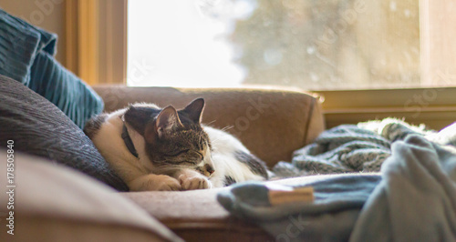 Photography Cat napping in the sun by a window