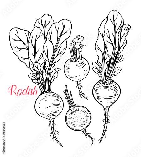 set of ripe radish