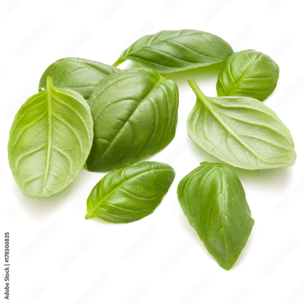 Sweet basil herb leaves handful isolated on white background closeup Sweet basil herb leaves handful isolated on white background closeup