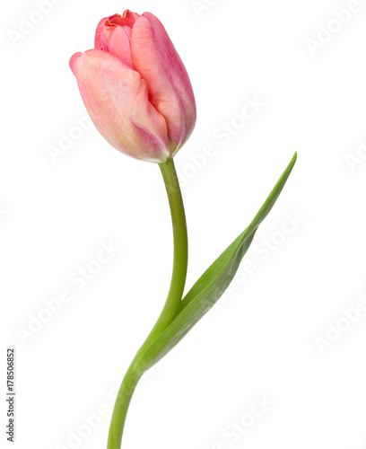 Fototapeta Naklejka Na Ścianę i Meble -  one pink tulip flower isolated on white background