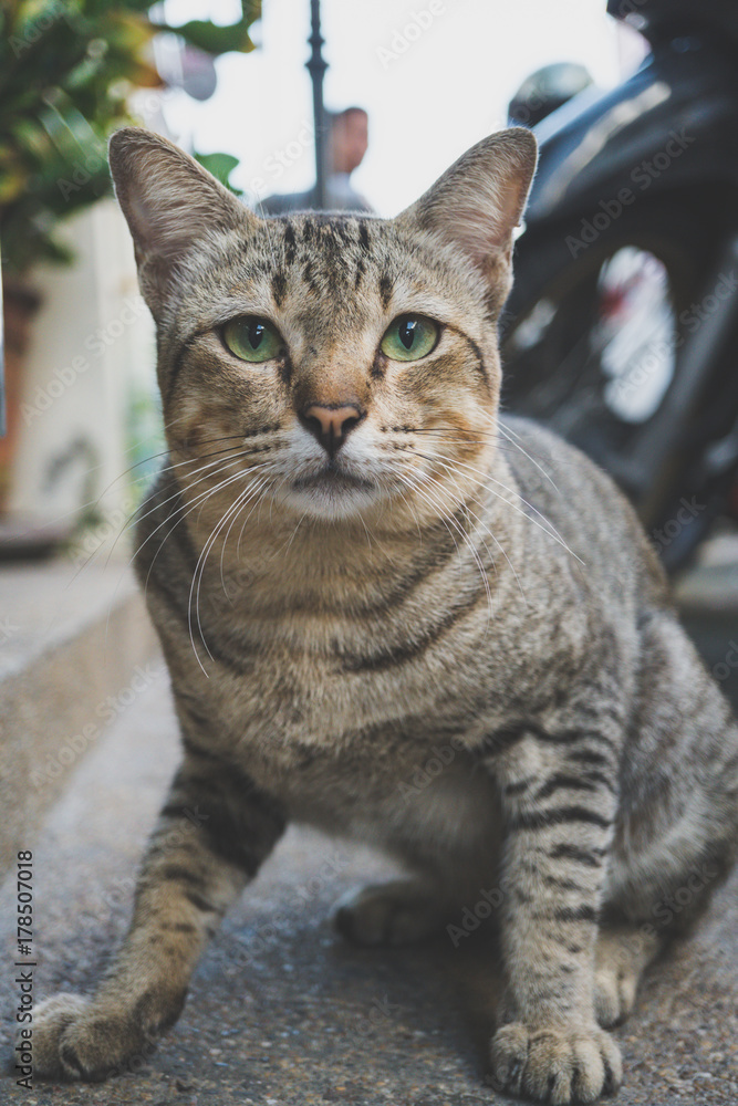 Portrait striped cat
