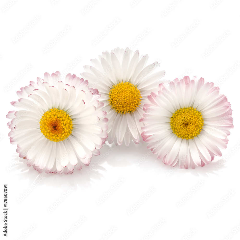 Obraz premium Beautiful daisy flowers isolated on white background cutout