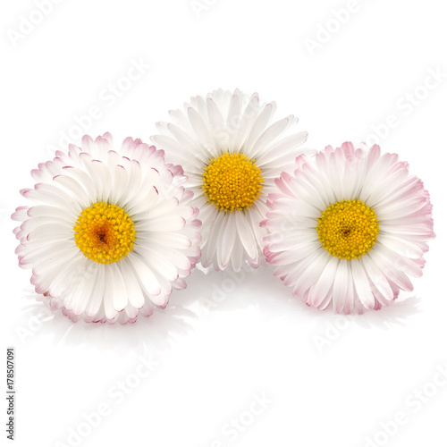 Beautiful daisy flowers isolated on white background cutout