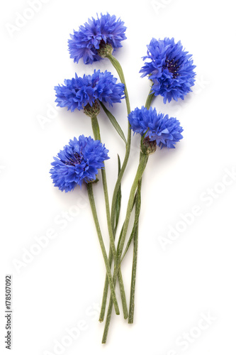 Blue Cornflower Herb or bachelor button flower bouquet isolated on white background cutout