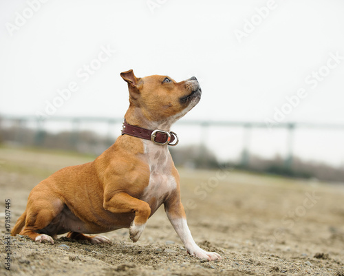 Staffordshire Bull Terrier dog outdoor portrait on beach by bridge