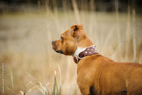 Staffordshire Bull Terrier dog outdoor portrait in long grass