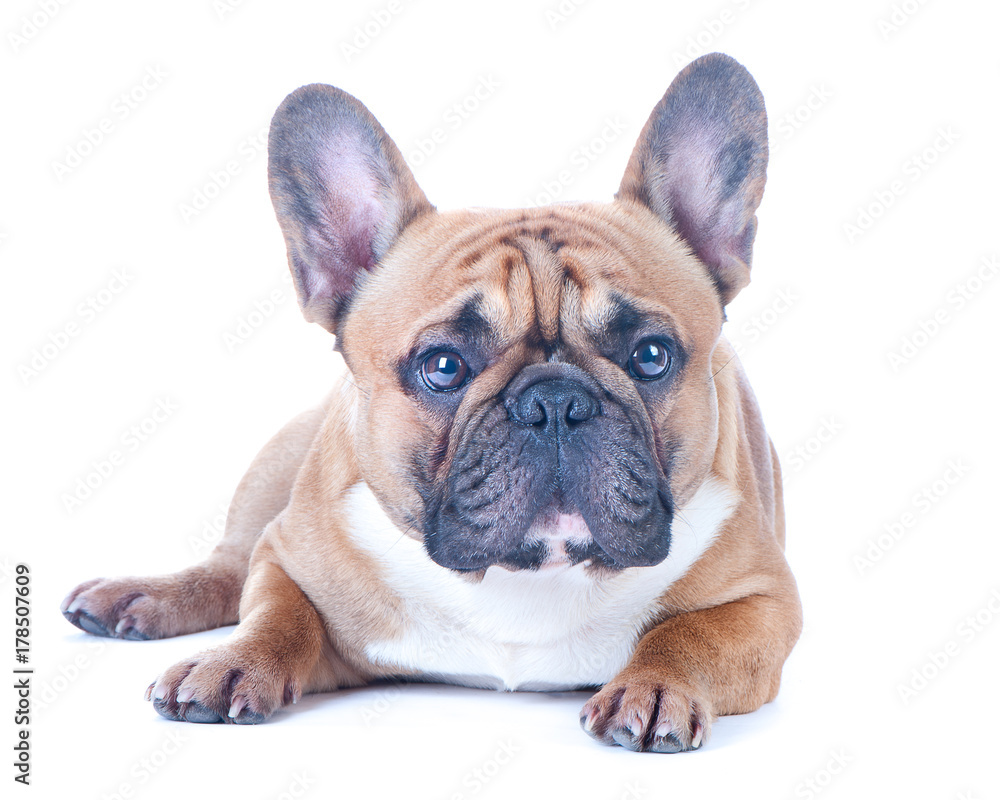 Dog, beautiful French Bulldog, redhead, isolated perfect on white background. High standard of breed. Dog lies and looks into the camera
