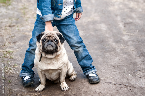 charming pug looks at the camera. Dog in the legs   © Mariana