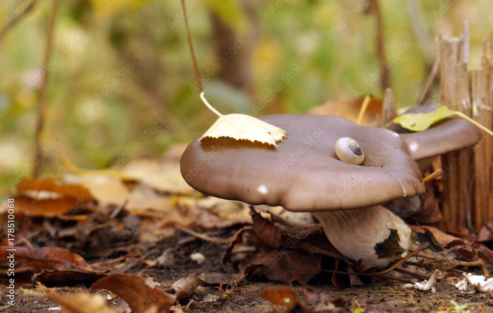 Several mushrooms on a stump under fallen leaves.