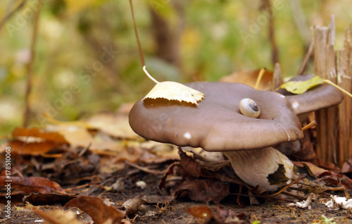 Obraz na płótnie Several mushrooms on a stump under fallen leaves. w salonie