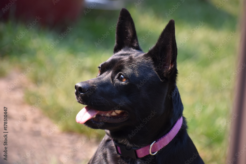 Basenji intent on her ball being thrown