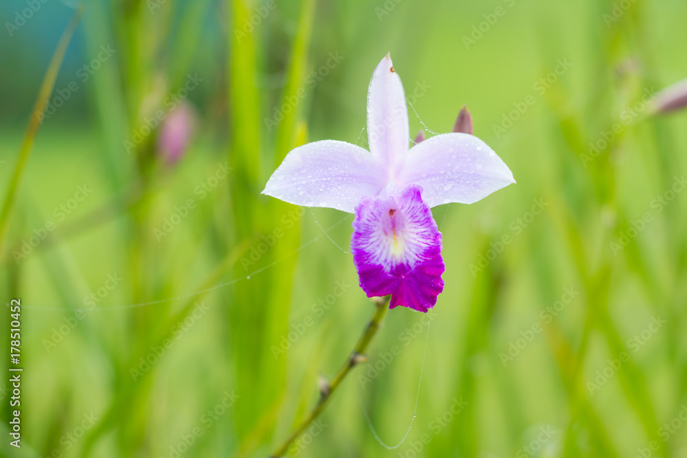 Arundina graminifolia, is a species of orchid and the sole accepted species of the genus Arundina. Arundina graminifolia, is a species of orchid and the sole accepted species of the genus Arundina.
