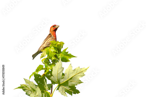 Finch in treetop