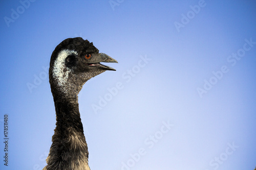 Emu on Blue