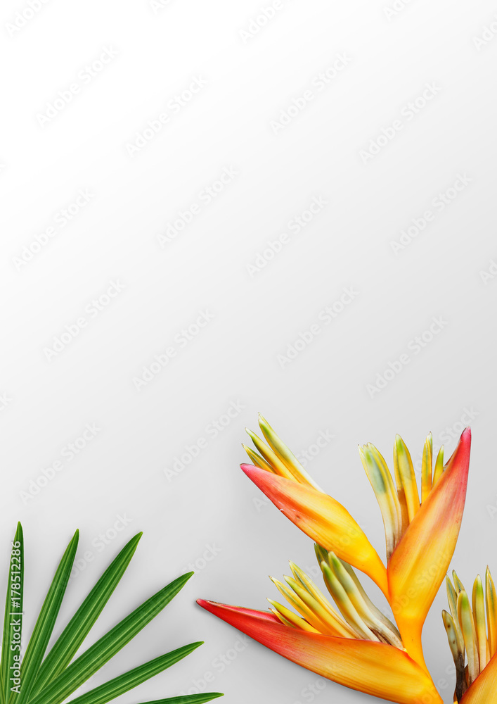 Tropical flower and leaf on white background.