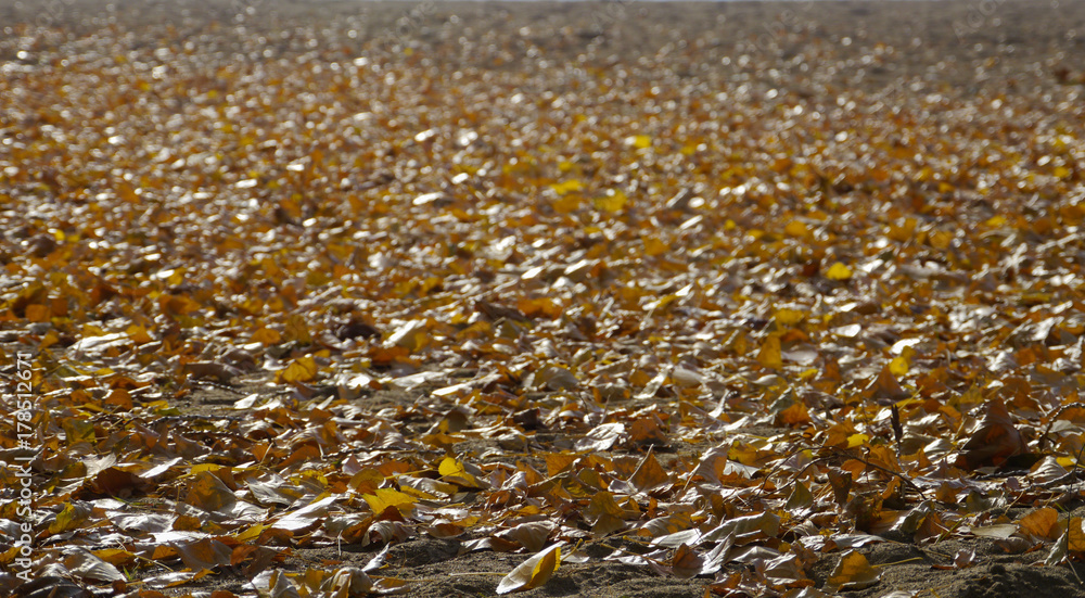 beach of autumn leaves beach of autumn leaves