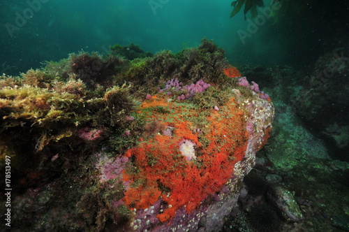 Rock covered with red encrusting sponges and purple compound tunicates in shade of overhang.