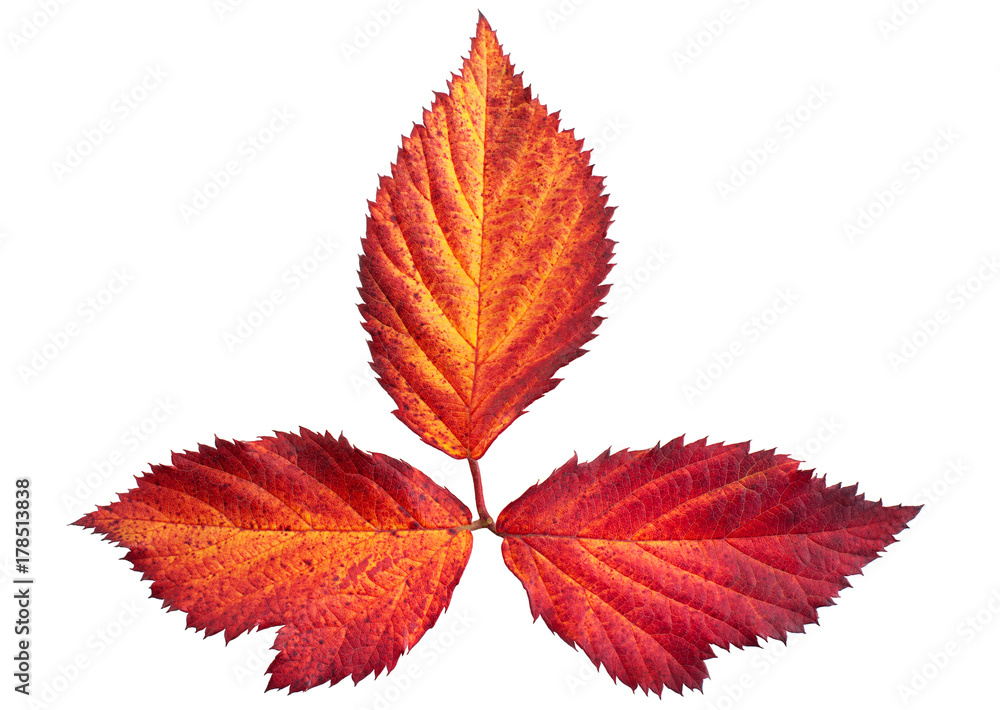 Autumn leaf on white Autumn leaf on white