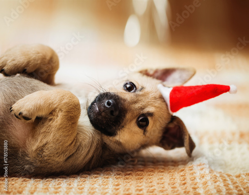 little dog in red Christmas hat © Maya Kruchancova