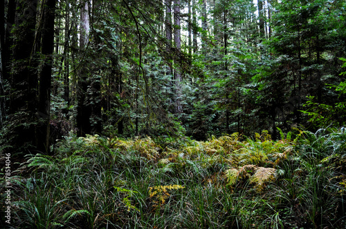Deep Forest