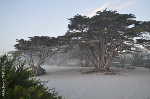 Ocean Side Trees